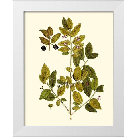 Olive Greenery VII White Modern Wood Framed Art Print by Unknown