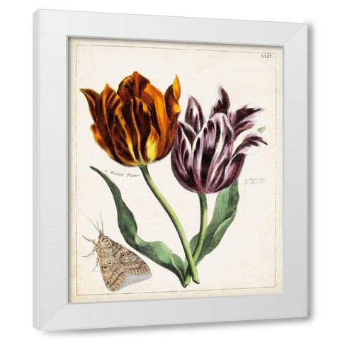 Tulip Classics I White Modern Wood Framed Art Print by Unknown