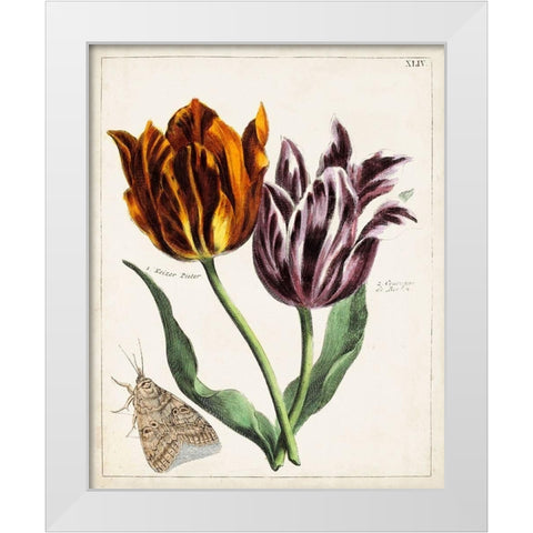 Tulip Classics I White Modern Wood Framed Art Print by Unknown