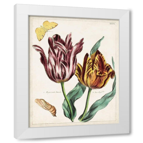 Tulip Classics II White Modern Wood Framed Art Print by Unknown