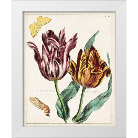 Tulip Classics II White Modern Wood Framed Art Print by Unknown