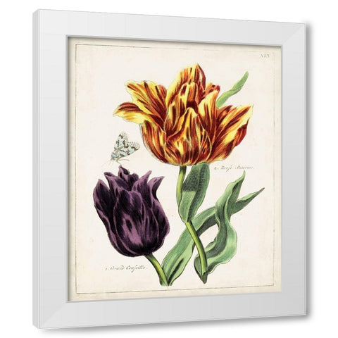 Tulip Classics III White Modern Wood Framed Art Print by Unknown