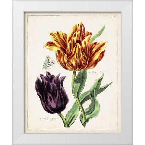 Tulip Classics III White Modern Wood Framed Art Print by Unknown
