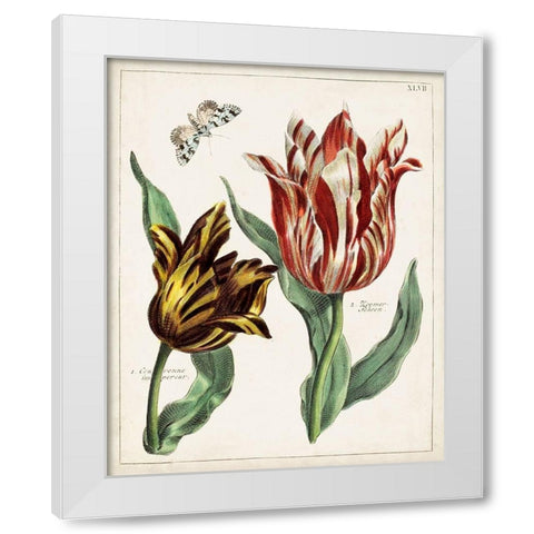 Tulip Classics IV White Modern Wood Framed Art Print by Unknown
