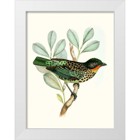 On Perch I White Modern Wood Framed Art Print by Unknown