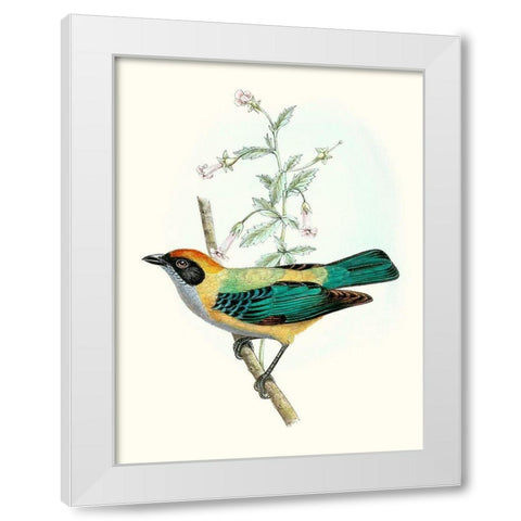 On Perch II White Modern Wood Framed Art Print by Unknown