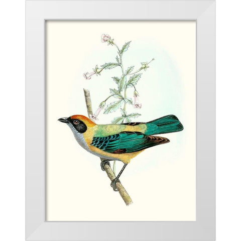 On Perch II White Modern Wood Framed Art Print by Unknown