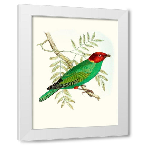 On Perch V White Modern Wood Framed Art Print by Unknown