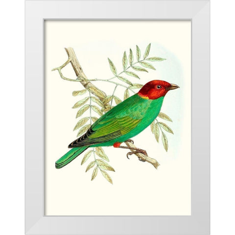 On Perch V White Modern Wood Framed Art Print by Unknown