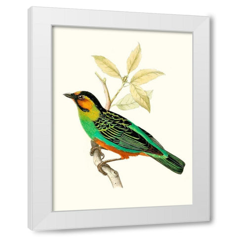On Perch VI White Modern Wood Framed Art Print by Unknown