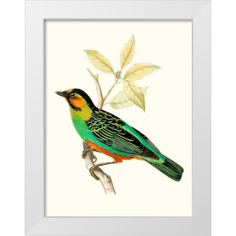 On Perch VI White Modern Wood Framed Art Print by Unknown