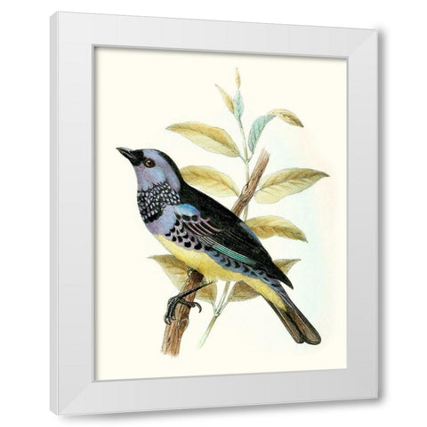 On Perch VIII White Modern Wood Framed Art Print by Unknown