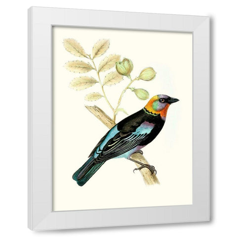 On Perch IX White Modern Wood Framed Art Print by Unknown