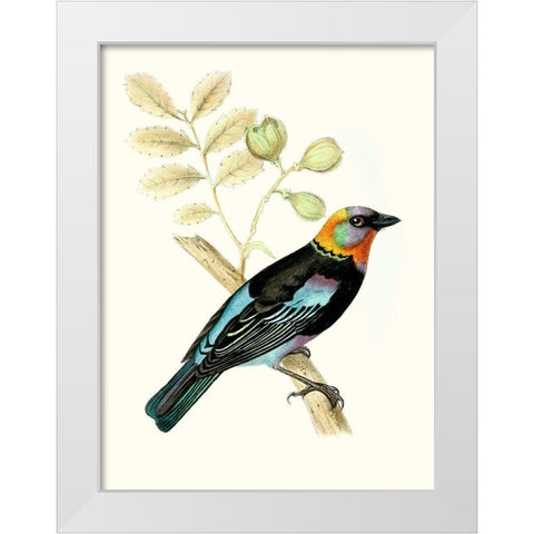 On Perch IX White Modern Wood Framed Art Print by Unknown