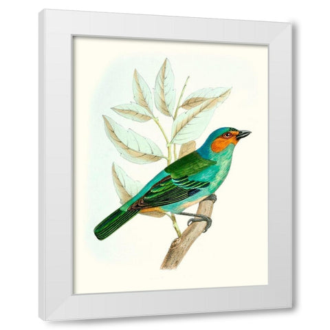 On Perch XI White Modern Wood Framed Art Print by Unknown