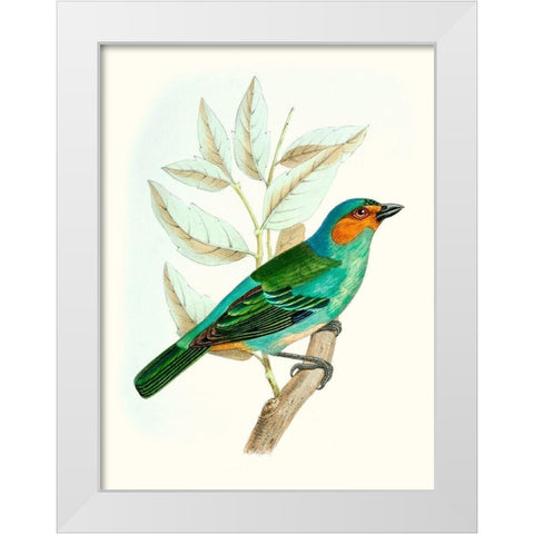 On Perch XI White Modern Wood Framed Art Print by Unknown