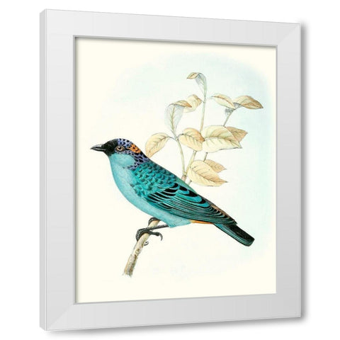 On Perch XII White Modern Wood Framed Art Print by Unknown