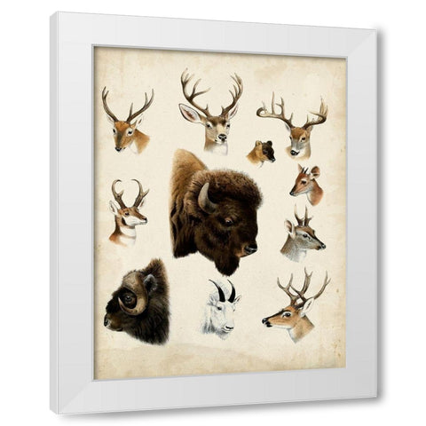 Western Animal Species I White Modern Wood Framed Art Print by Unknown