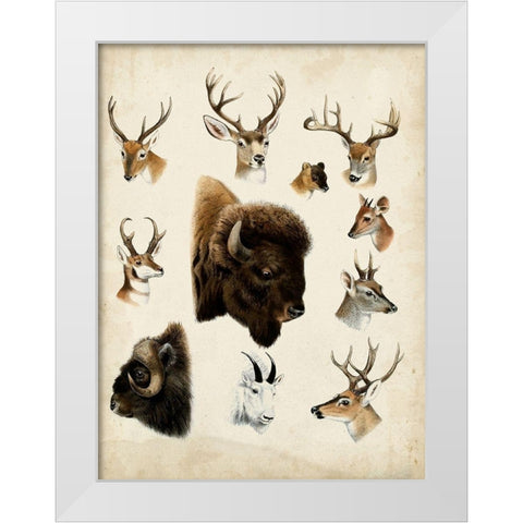 Western Animal Species I White Modern Wood Framed Art Print by Unknown