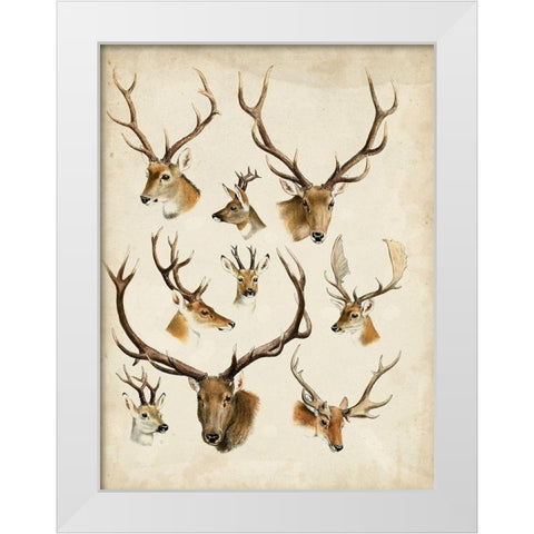 Western Animal Species II White Modern Wood Framed Art Print by Unknown
