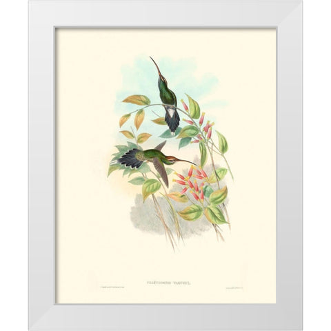 Hummingbird Delight I White Modern Wood Framed Art Print by Gould, John
