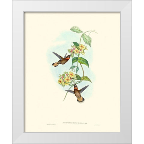 Hummingbird Delight II White Modern Wood Framed Art Print by Gould, John
