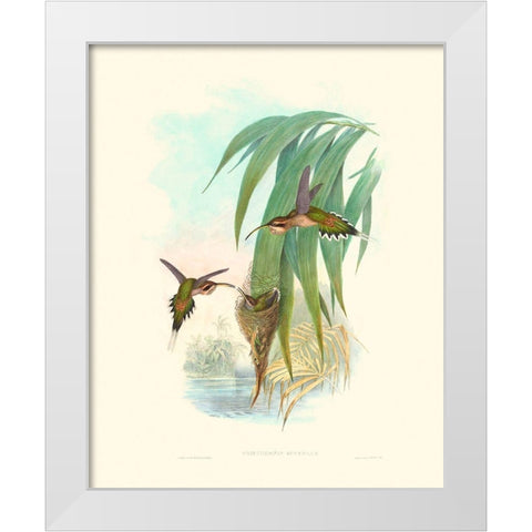 Hummingbird Delight III White Modern Wood Framed Art Print by Gould, John