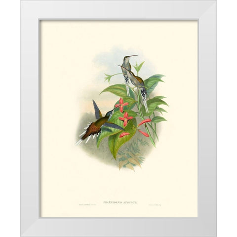 Hummingbird Delight IV White Modern Wood Framed Art Print by Gould, John