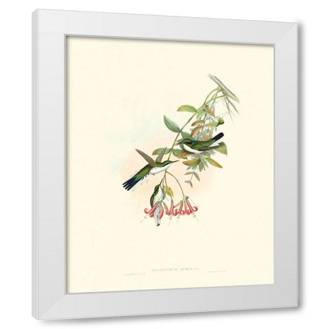 Hummingbird Delight V White Modern Wood Framed Art Print by Gould, John