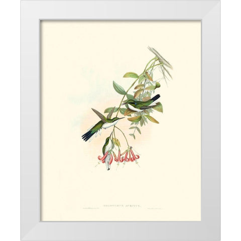 Hummingbird Delight V White Modern Wood Framed Art Print by Gould, John