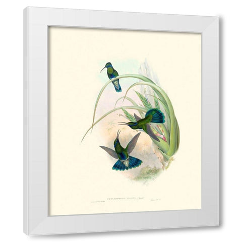 Hummingbird Delight VI White Modern Wood Framed Art Print by Gould, John