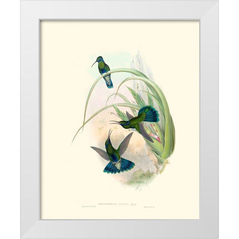 Hummingbird Delight VI White Modern Wood Framed Art Print by Gould, John
