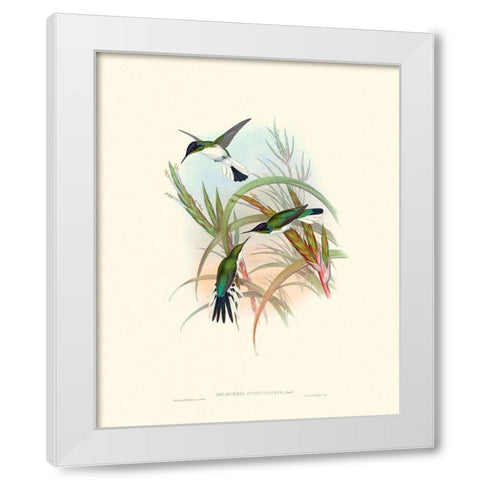 Hummingbird Delight VII White Modern Wood Framed Art Print by Gould, John