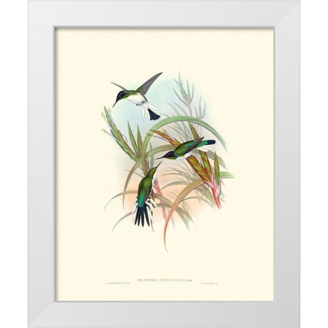 Hummingbird Delight VII White Modern Wood Framed Art Print by Gould, John