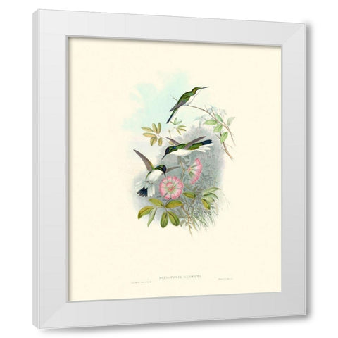 Hummingbird Delight VIII White Modern Wood Framed Art Print by Gould, John