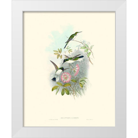 Hummingbird Delight VIII White Modern Wood Framed Art Print by Gould, John