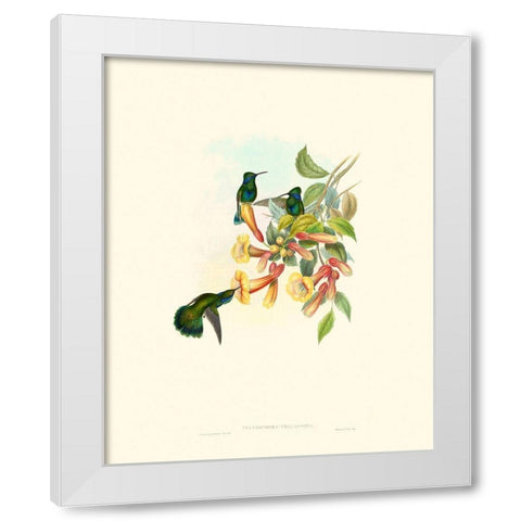 Hummingbird Delight IX White Modern Wood Framed Art Print by Gould, John