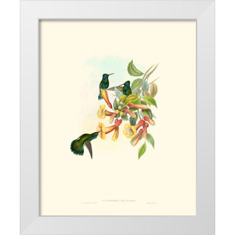Hummingbird Delight IX White Modern Wood Framed Art Print by Gould, John