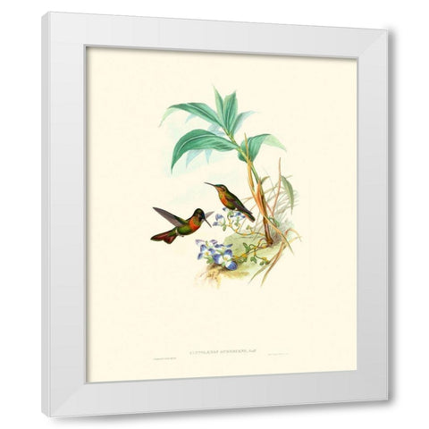 Hummingbird Delight X White Modern Wood Framed Art Print by Gould, John