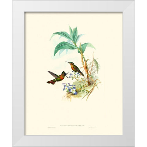 Hummingbird Delight X White Modern Wood Framed Art Print by Gould, John