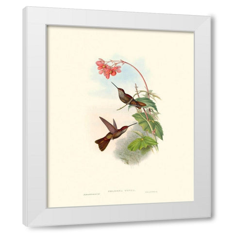 Hummingbird Delight XI White Modern Wood Framed Art Print by Gould, John