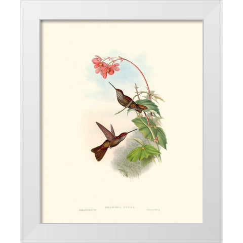 Hummingbird Delight XI White Modern Wood Framed Art Print by Gould, John