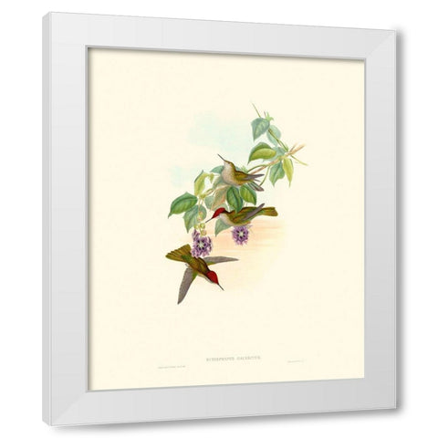 Hummingbird Delight XII White Modern Wood Framed Art Print by Gould, John