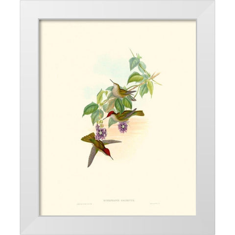 Hummingbird Delight XII White Modern Wood Framed Art Print by Gould, John