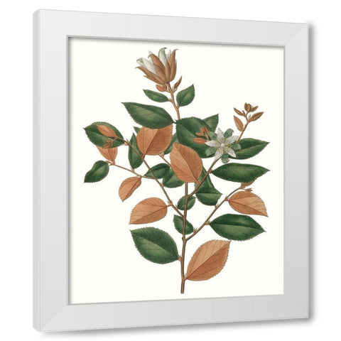 Fall Foliage IX White Modern Wood Framed Art Print by Unknown