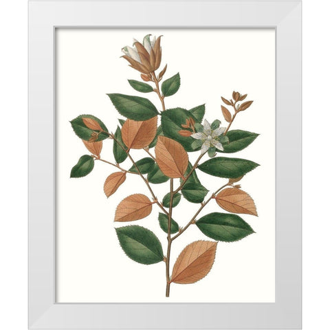 Fall Foliage IX White Modern Wood Framed Art Print by Unknown