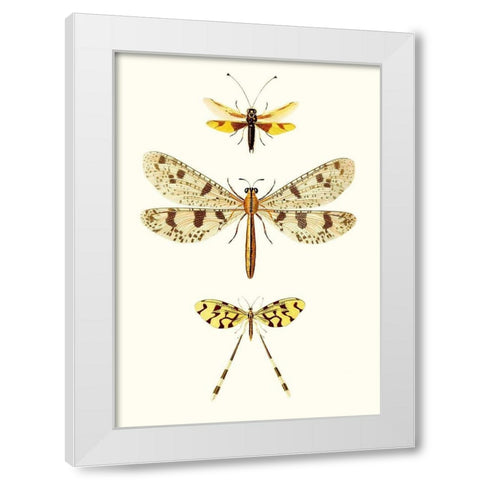 Entomology Series I White Modern Wood Framed Art Print by Blanchard
