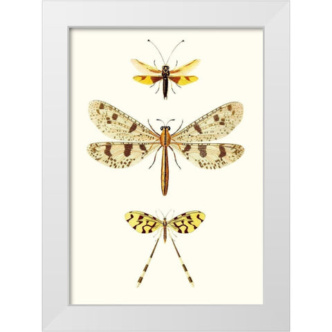 Entomology Series I White Modern Wood Framed Art Print by Blanchard