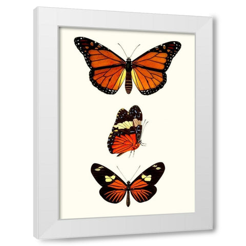 Entomology Series II White Modern Wood Framed Art Print by Blanchard
