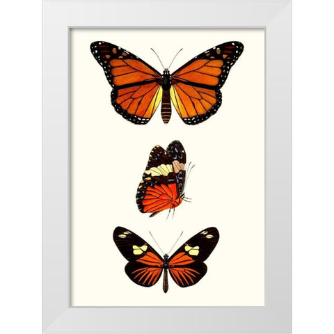 Entomology Series II White Modern Wood Framed Art Print by Blanchard